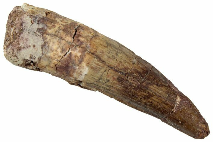 Fossil Spinosaurus Tooth - Real Dinosaur Tooth #318998